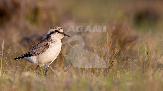 Saint Helena plover (Anarhynchus sanctaehelenae) in Saint Helena island. Locally known as the wirebird. stock-image by Agami/Ian Davies,