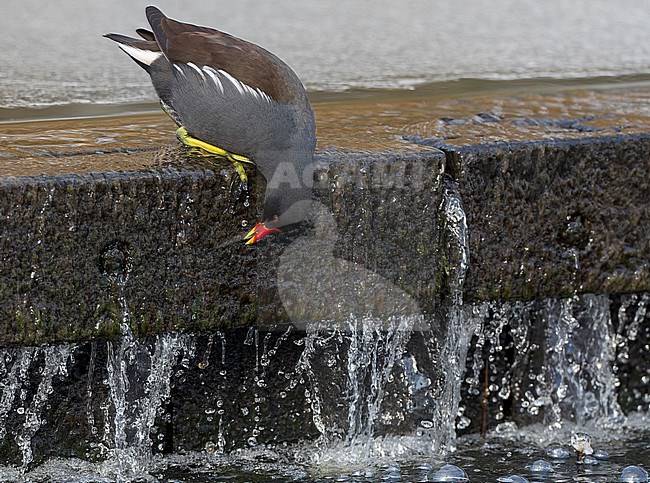 Common Moorhen, Gallinula chloropus, during winter at Katwijk, Netherlands. stock-image by Agami/Marc Guyt,