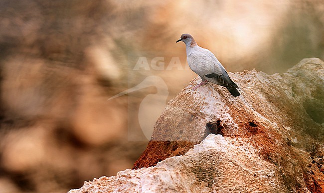 Somali Pigeon (Columba oliviae) perched on a rock in a cliff in Somaliland, Somalia. stock-image by Agami/Thierry Quelennec,