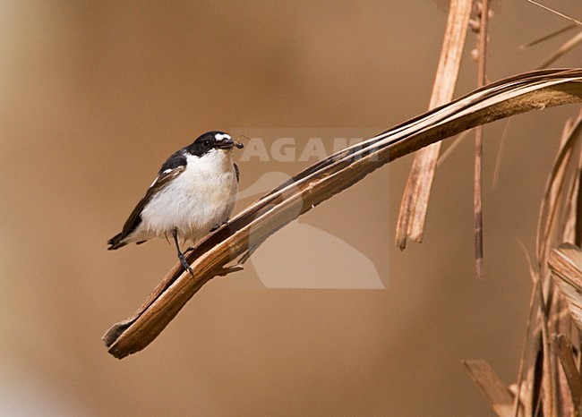Balkanvliegenvanger mannetje zittend op palmtak; Semi-collared Flycatcher male perched on palmbranch stock-image by Agami/Marc Guyt,