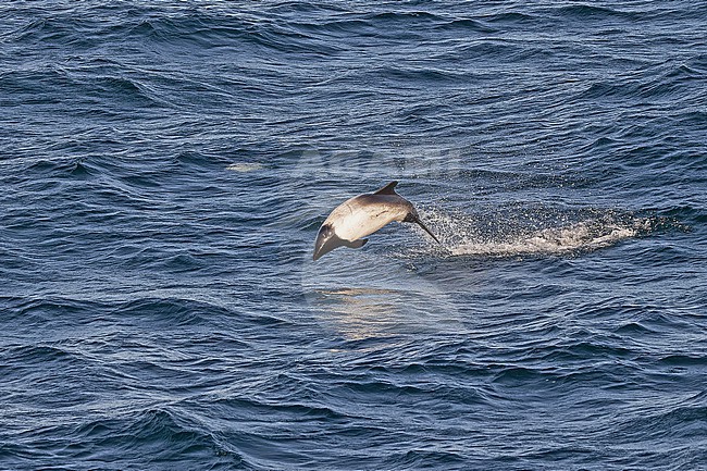 Commerson's dolphin, Cephalorhynchus commersonii, off the Falkland Islands. stock-image by Agami/Pete Morris,