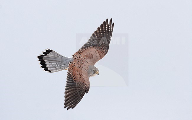 Male Eurasian Kestrel (Falco tinnunculus) in flight. Hovering in mid-air showing topside, in Nordsjælland, Denmark stock-image by Agami/Helge Sorensen,