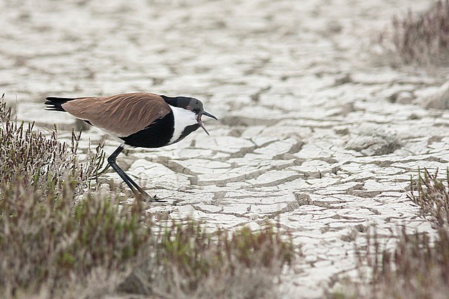 Spur-winged Lapwing - Spornkiebitz - Vanellus spinosus, Turkey, adult stock-image by Agami/Ralph Martin,