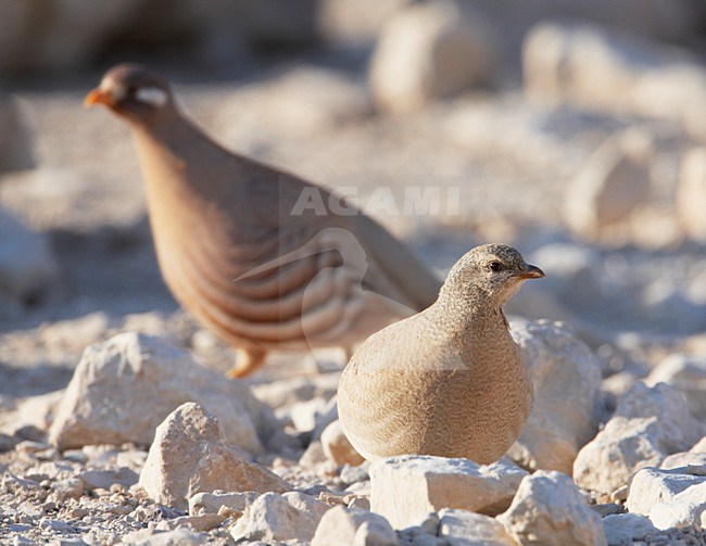 Paartje Arabische Woestijnpatrijzen; Pair of Sand Partridges stock-image by Agami/Markus Varesvuo,
