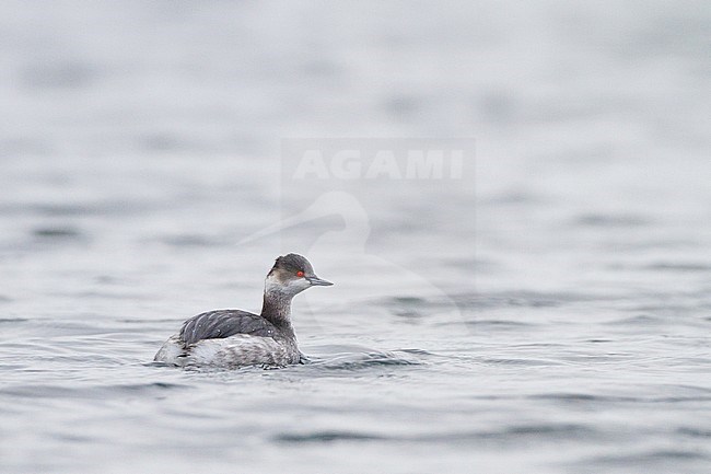 Eared Grebe, Podiceps nigricollis in winter plumage swimming on water seen from back head to side. stock-image by Agami/Menno van Duijn,