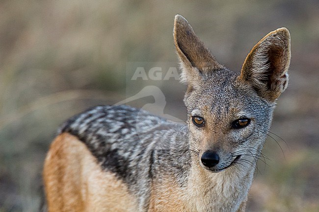Portrait of a black-backed jackal, Canis mesomelas, stock-image by Agami/Sergio Pitamitz,