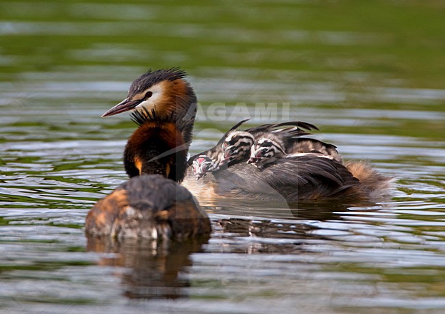 Paartje Futen met jongen; Pair of Great Crested Grebes with young stock-image by Agami/Marc Guyt,