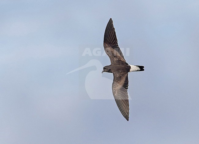 Wedge-rumped Storm Petrel (Oceanodroma tethys tethys) flying at sea off the Galapagos Islands, part of the Republic of Ecuador. stock-image by Agami/Pete Morris,