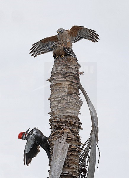 Pileated Woodpecker (Dryocopus pileatus) trying to scare away two mating Red-shouldered Hawk (Buteo lineatus extimus) at Everglades NP, Florida, USA. Image is a composite of two images taken simultanously. stock-image by Agami/Helge Sorensen,