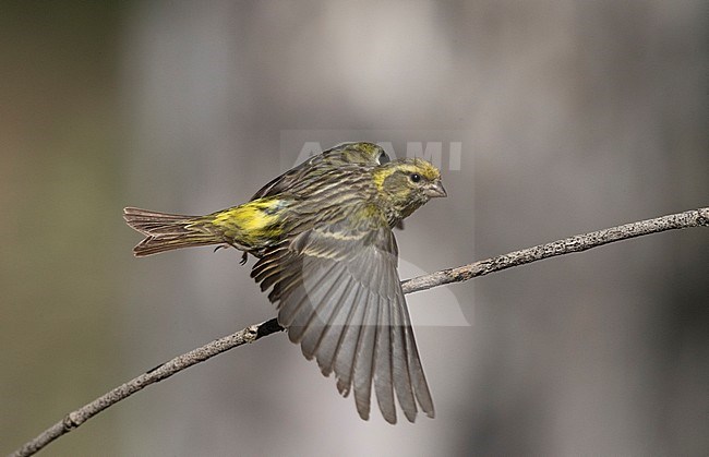 Adult male European Serin (Serinus serinus) in Spain. Taking off from a branch. stock-image by Agami/Marc Guyt,