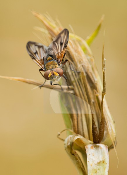  stock-image by Agami/Rob de Jong,