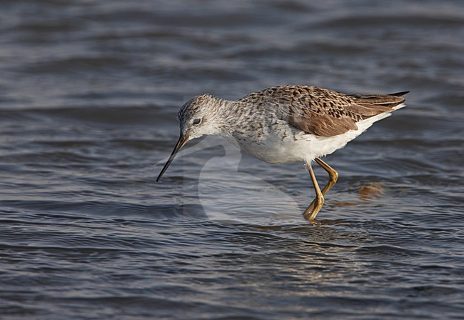 Poelruiter foeragerend; Marsh Sandpiper feeding stock-image by Agami/Markus Varesvuo,
