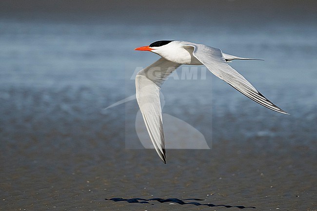 Adult breeding
Galveston Co., TX
April 2019 stock-image by Agami/Brian E Small,