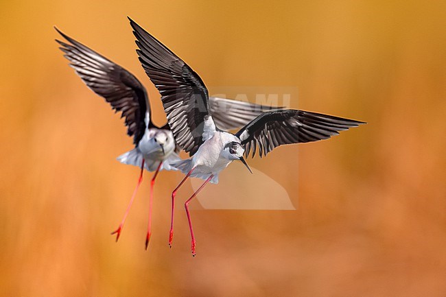 Black-winged Stilt (Himantopus himantopus) in Italy. stock-image by Agami/Daniele Occhiato,