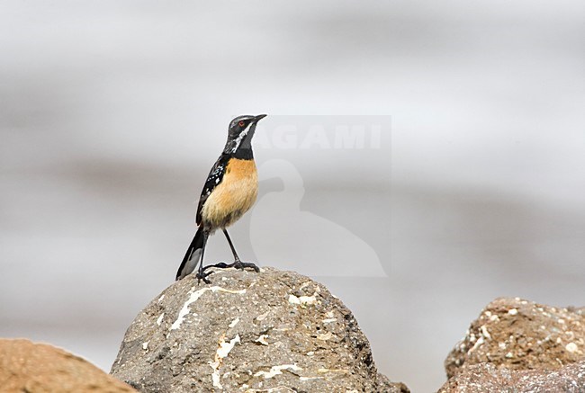 Roodborstrotsspringer zittend op een rots, Orange-breasted Rock-Jumper perched on a rock stock-image by Agami/Marc Guyt,