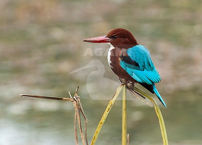 White-throated Kingfisher (Halcyon smyrnensis fusca) perched on a small reed stem in Asia. Also known as the White-breasted Kingfisher. stock-image by Agami/Marc Guyt,
