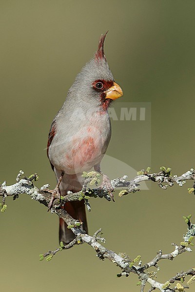 Adult male
Hidalgo Co., TX
February 2014 stock-image by Agami/Brian E Small,