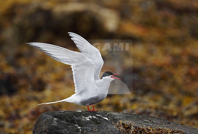 Noordse Stern, Arctic Tern, Sterna paradisaea stock-image by Agami/Hugh Harrop,