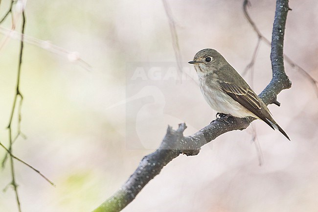 Siberian Flycatcher, Muscicapa sibirica ssp. sibirica, Russia, adult stock-image by Agami/Ralph Martin,