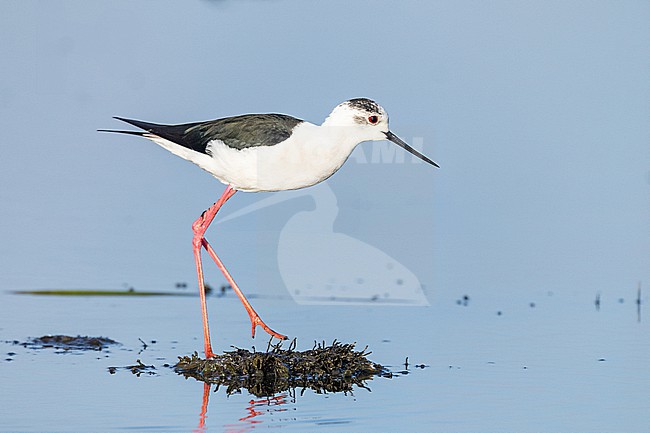  stock-image by Agami/Menno van Duijn,