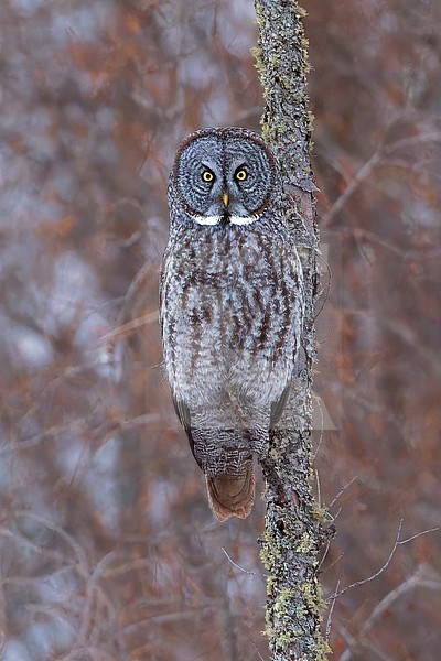 Great Grey Owl (Strix nebulosa) Perched on a branch in Minnesota stock-image by Agami/Dubi Shapiro,