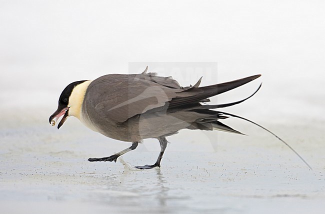 Kleinste Jager op het ijs; Long-tailed Skua standing on ice stock-image by Agami/Markus Varesvuo,
