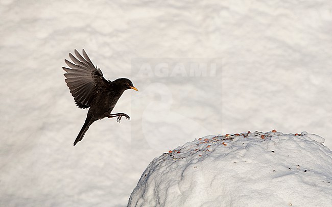 Male Common Blackbird (Turdus merula merula) taking off from snow at Holte, Denmark stock-image by Agami/Helge Sorensen,