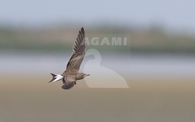 Juvenile Collared Pratincole (Glareola pratincola) in flight, photo above. Spain stock-image by Agami/Markku Rantala,