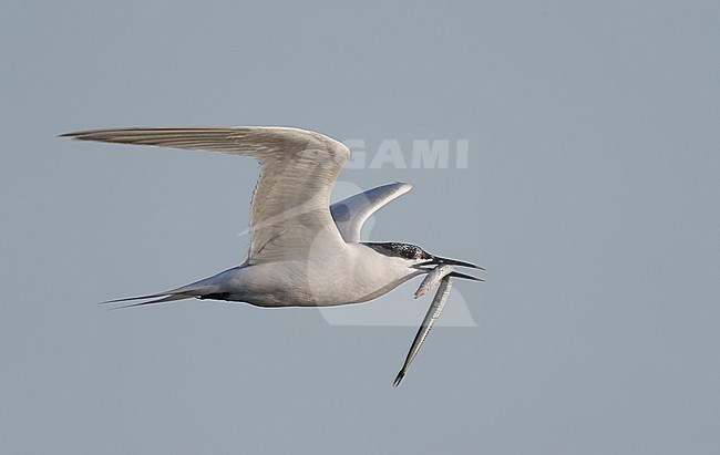 Sandwich Tern, Sterna sandvicensis, adult flying with Sand Eel, at Brøndby Strand, Denmark stock-image by Agami/Helge Sorensen,