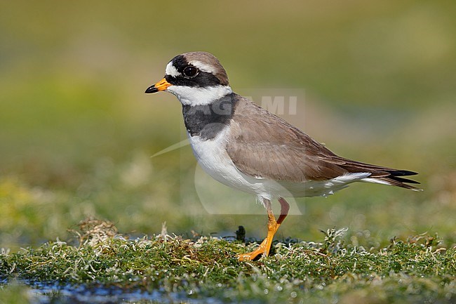 Ringed Plover (Charadrius hiaticula), side view of an adult male standing on the ground, Campania, Italy stock-image by Agami/Saverio Gatto,