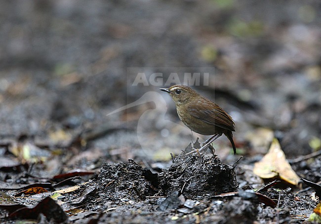 Lesser Shortwing (Brachypteryx leucophris) on Mount Kerinci, Sumatra, in Indonesia. stock-image by Agami/James Eaton,