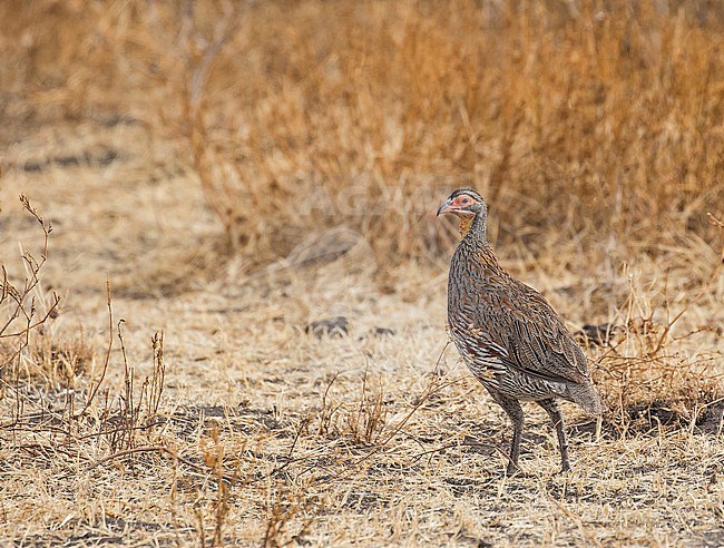 Grey-breasted Spurfowl (Pternistis rufopictus) in Tanzania. stock-image by Agami/Pete Morris,