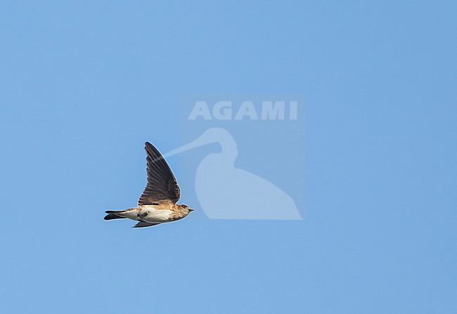 Juvenile Streak-throated swallow (Petrochelidon fluvicola) in Gujarat, India. stock-image by Agami/Marc Guyt,