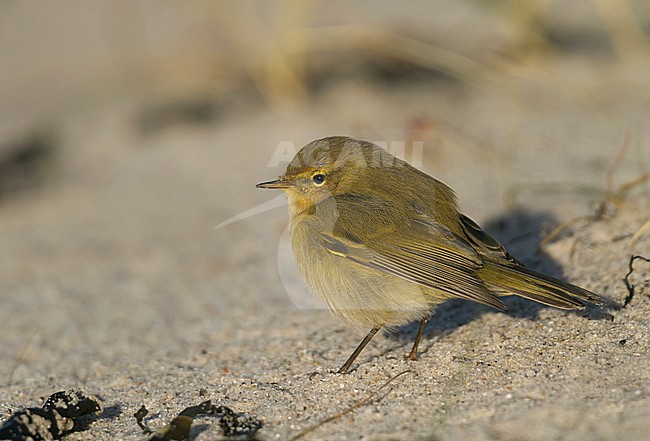 Common Chiffchaff - Zilpzalp - Phylloscopus collybita ssp. collybita, Germany stock-image by Agami/Ralph Martin,