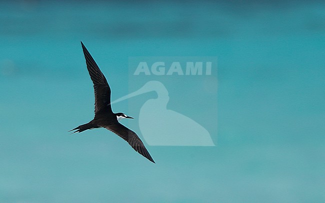 Adult Sooty Tern (Onychoprion fuscatus) in flight at Dry Tortugas, Florida, United States. stock-image by Agami/Helge Sorensen,