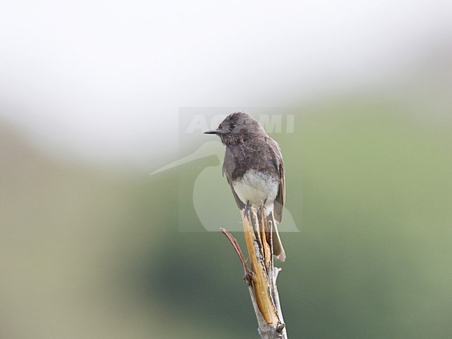 Zwarte Phoebe zittend Californie USA, Black Phoebe perched California USA stock-image by Agami/Wil Leurs,