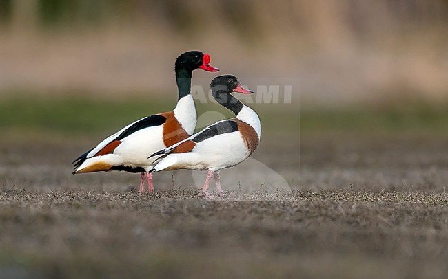 Adult female & male Common Shelduck (Tadorna tadorna) walking on pool in Achterhaven van Zeebrugge, West Flanders, Belgium. stock-image by Agami/Vincent Legrand,