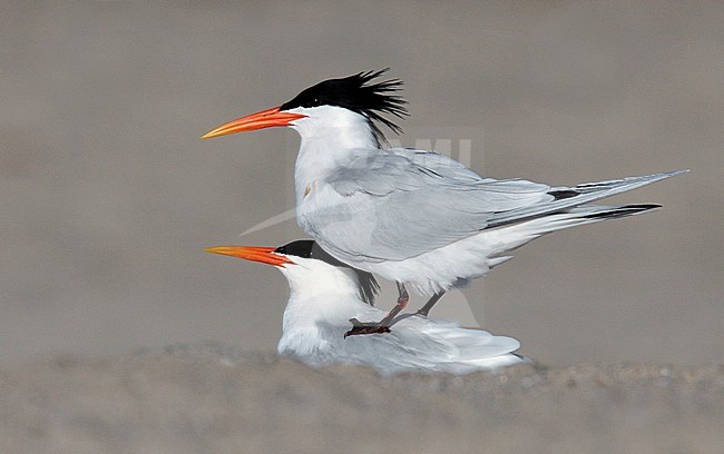 Adult breeding
Los Angeles Co., CA
May 2009 stock-image by Agami/Brian E Small,