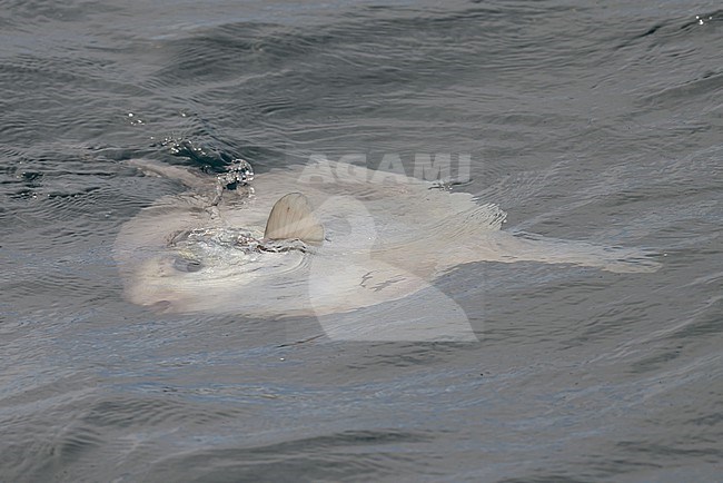 Ocean sunfish (Mola mola) at the surface. stock-image by Agami/Sylvain Reyt,