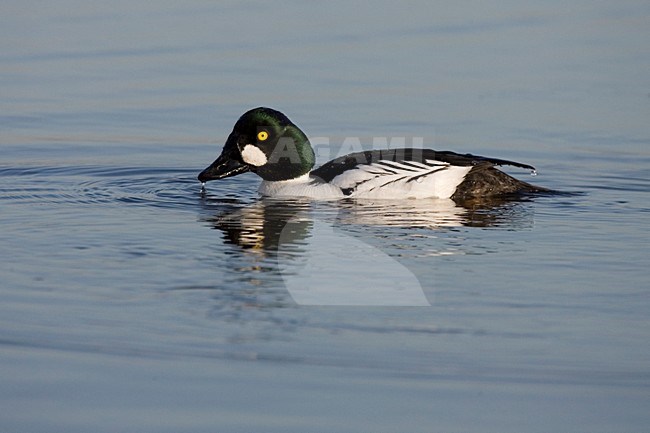 Brilduiker man zwemmend; Common Goldeneye male swimming stock-image by Agami/Martijn Verdoes,