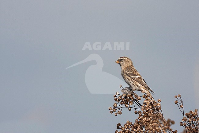 Common Redpoll - Taiga-BIrkenzeisig - Carduelis flammea flammea, Germany stock-image by Agami/Ralph Martin,