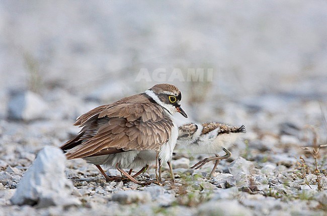 Little Ringed Plover (Charadrius dubius ssp. curonicus) Croatia, adult female with chicks. stock-image by Agami/Ralph Martin,