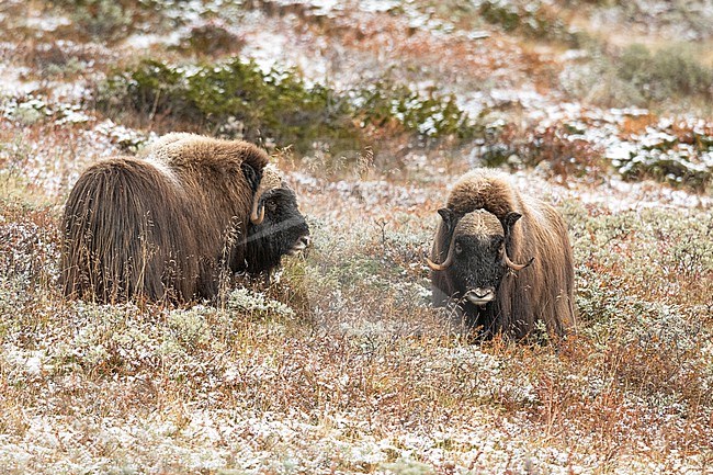 Muskox (Ovibos moschatus) in the Dovrefjell in Norway. An Arctic hoofed mammal of the family Bovidae introduced in parts of Scandinavia. stock-image by Agami/Alain Ghignone,