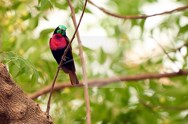 Male Scarlet-chested Sunbird (Chalcomitra senegalensis) perched. stock-image by Agami/Dani Lopez-Velasco,