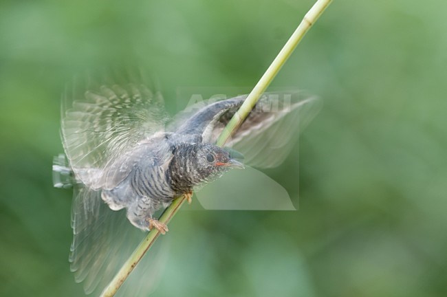Koekoek jong wegvliegend; Common Cuckoo juvenile flying stock-image by Agami/Bence Mate,