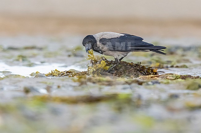 Adult Hooded Crow (Covrus cornix cornix) sitting on mudflat in Ireland stock-image by Agami/Vincent Legrand,