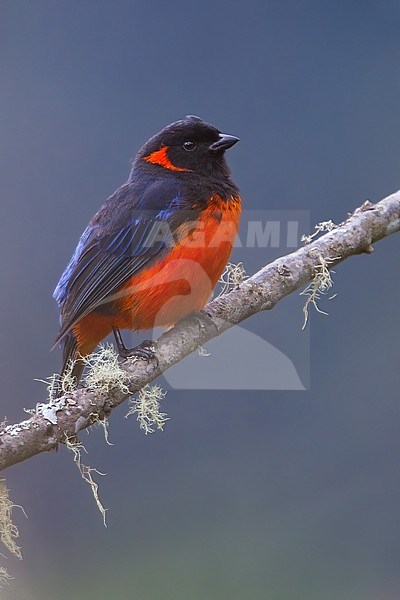 Birds of Peru, a Red-bellied Mountain-tanager stock-image by Agami/Dubi Shapiro,