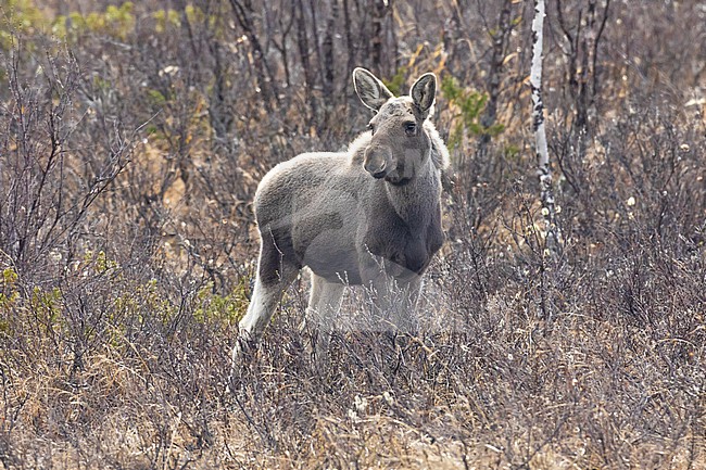 Elk (Alces alces), individual standing on the ground, Lapland, Finland stock-image by Agami/Saverio Gatto,