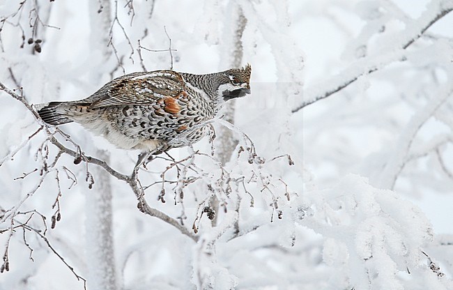 Hazelhoen foeragerend in de sneeuw, Hazel Grouse foraging in the snow stock-image by Agami/Markus Varesvuo,