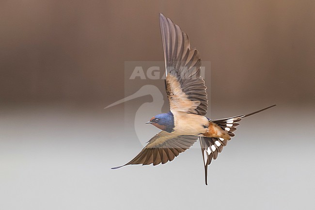 Barn Swallow (Hirundo rustica) in Italy. stock-image by Agami/Daniele Occhiato,